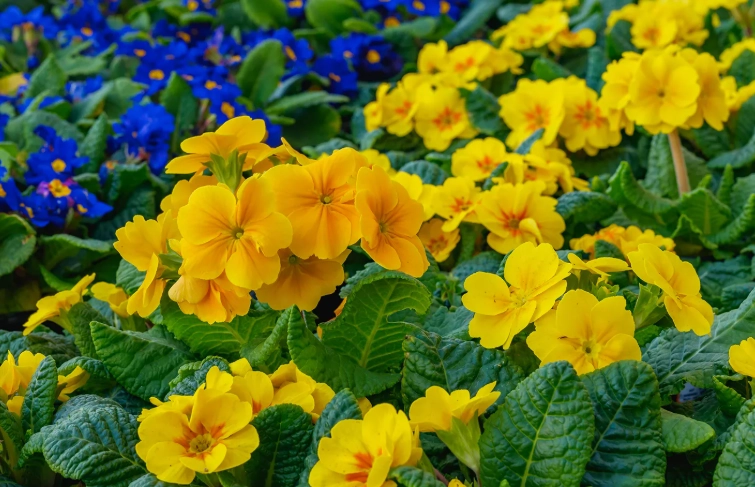 primrose perennial care primrose perennial care
