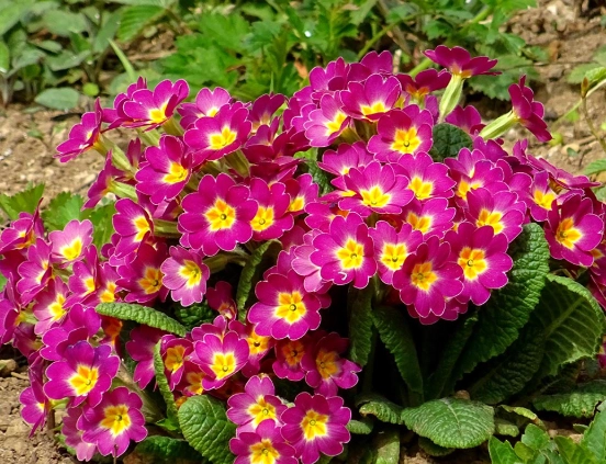 growing primrose plants growing primrose plants