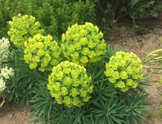 cold hardy euphorbias