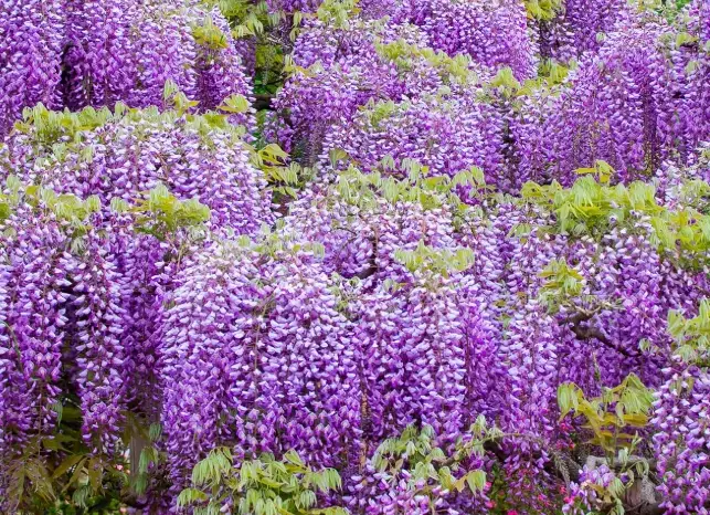 wisteria care wisteria care