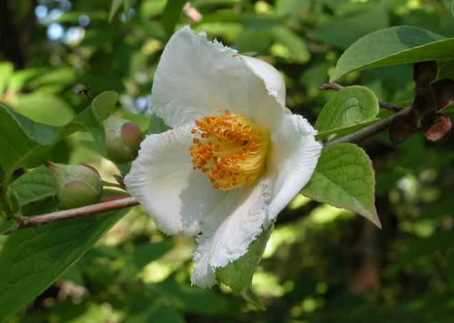 stewartia care stewartia care