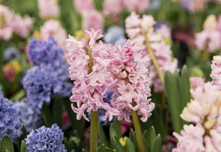 phenology graphs phenology graphs