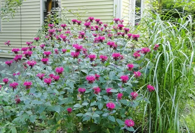 how tall does bee balm grow how tall does bee balm grow