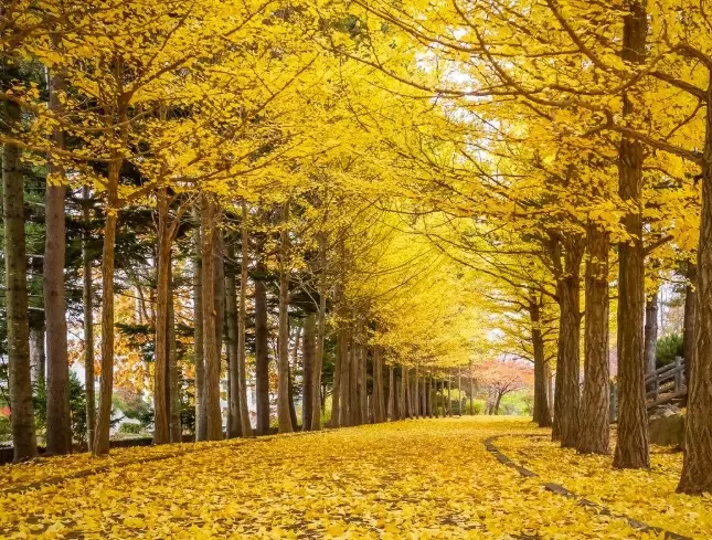 types of ginkgo trees