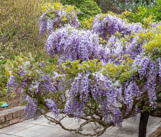 wisteria pruning wisteria pruning