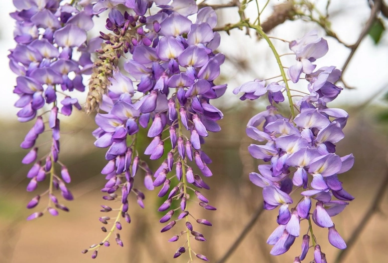 wisteria care wisteria care