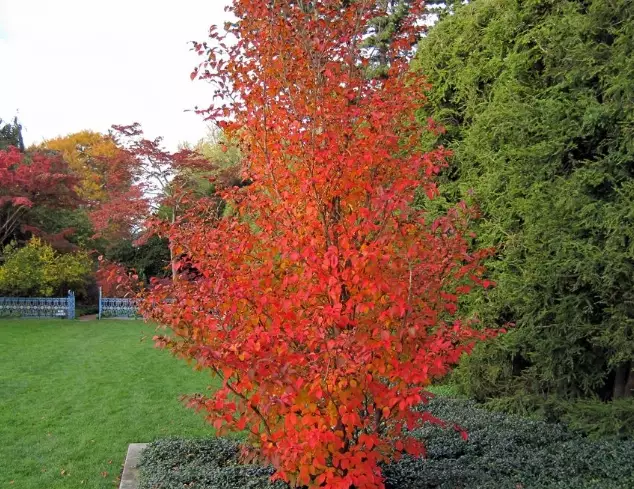 stewartia tree stewartia tree