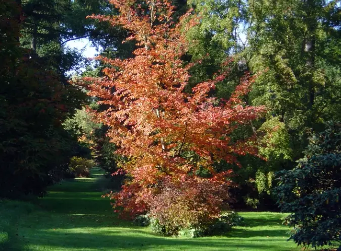 japanese stewartia japanese stewartia