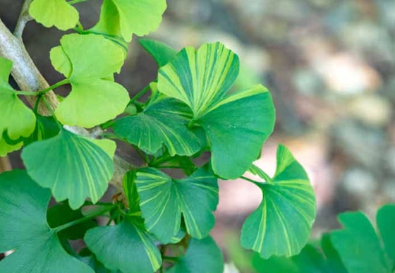 types of ginkgo trees