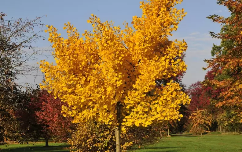 ginkgo biloba cultivars