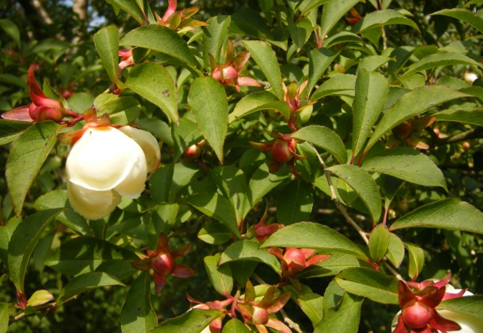 stewartia care stewartia care