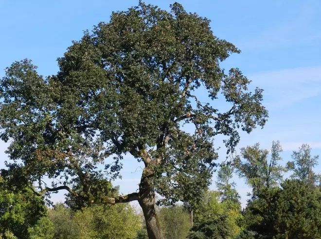 oregon white oak