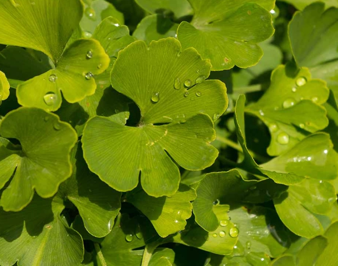 ginkgo biloba cultivars