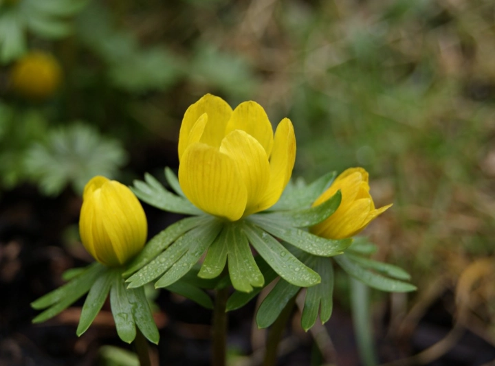 early bloom data early bloom data