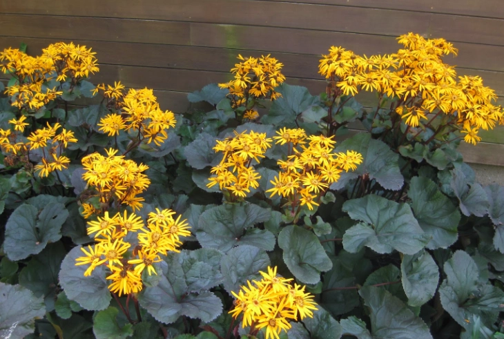 Lingularia vs Rosetta Stone Lingularia vs Rosetta Stone