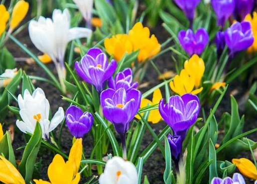 phenology graphs phenology graphs