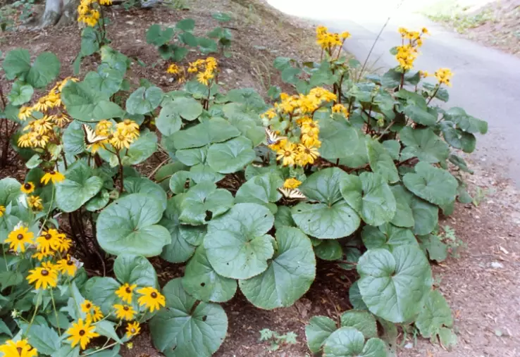 Lingularia review Lingularia review