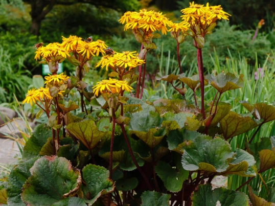 Lingularia vs Rosetta Stone Lingularia vs Rosetta Stone