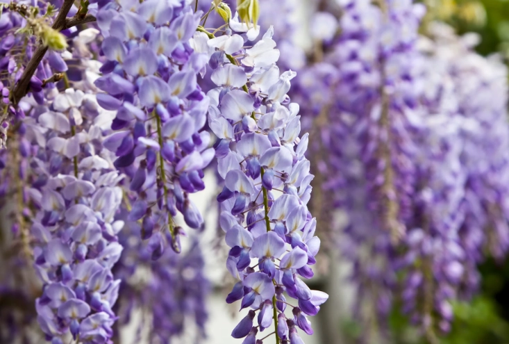 growing wisteria growing wisteria
