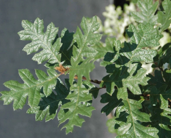 garryana oak tree
