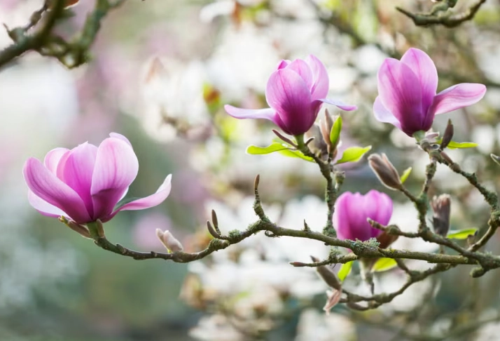 early bloom data early bloom data