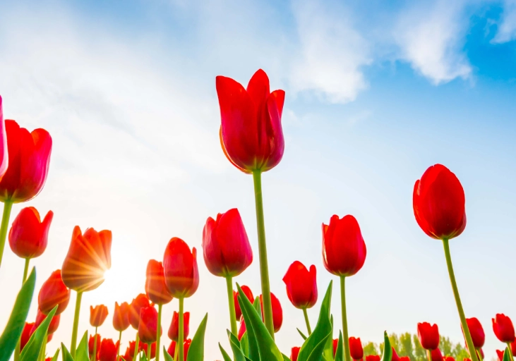 phenology graphs phenology graphs