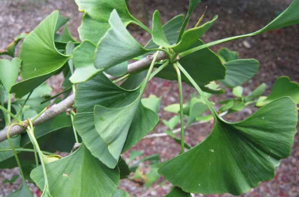 types of ginkgo trees