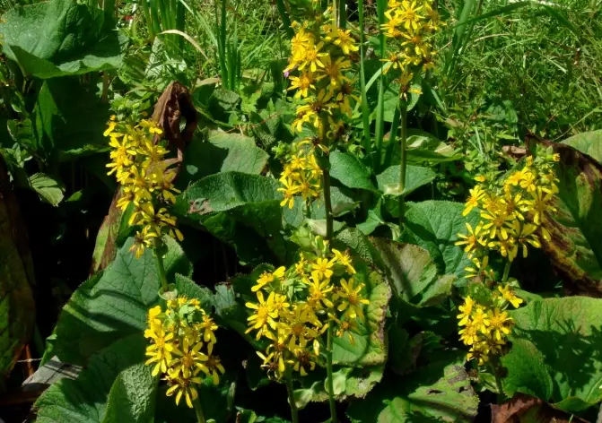 Lingularia language learning Lingularia language learning