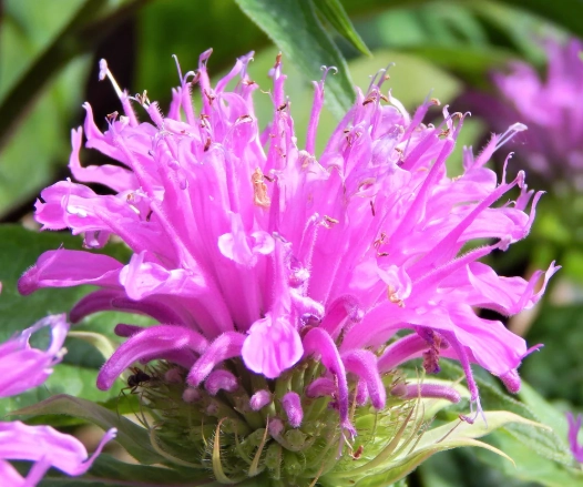 how tall does bee balm grow how tall does bee balm grow