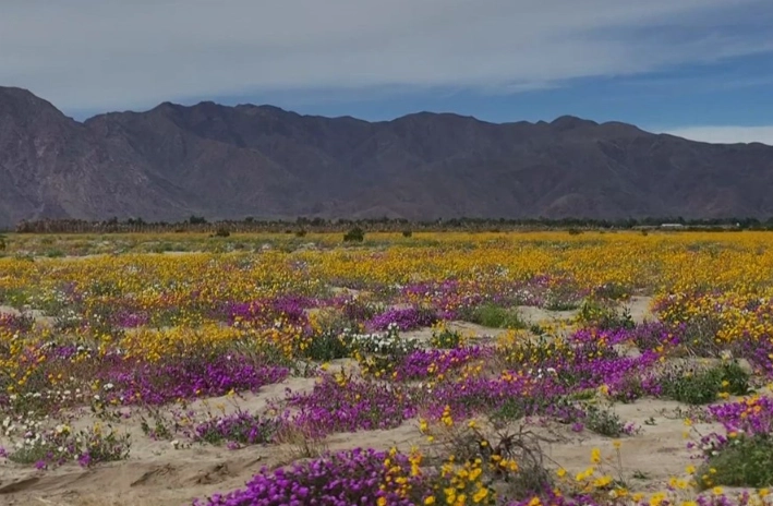 early bloom data early bloom data