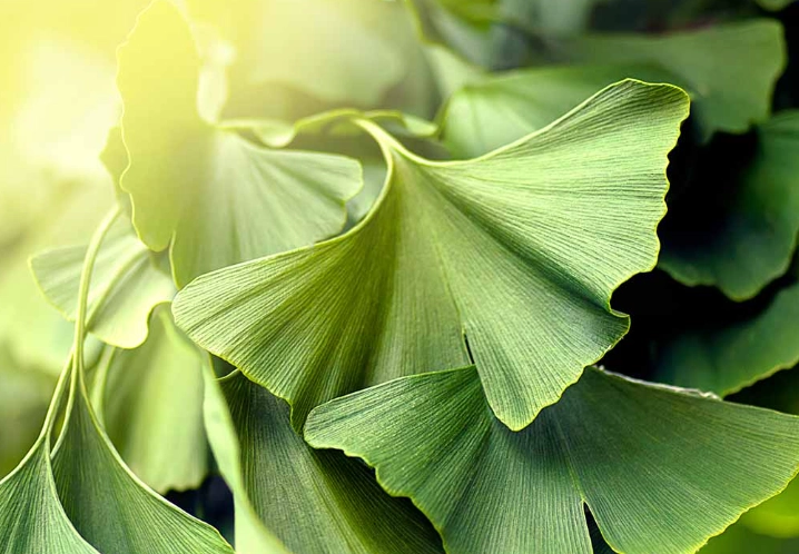 ginkgo biloba cultivars