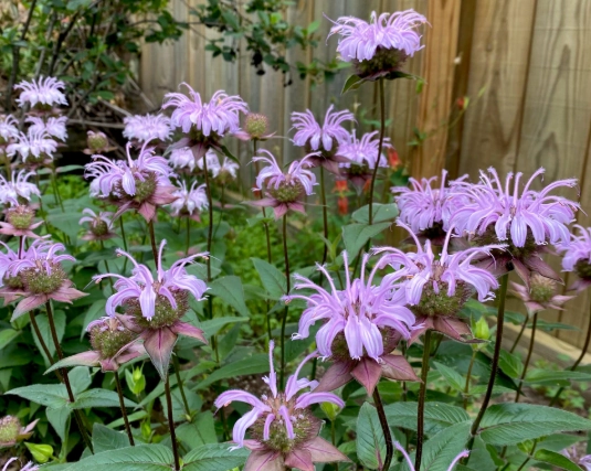 monarda plant height monarda plant height