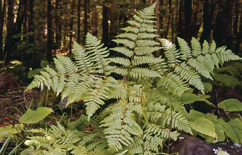 fern care