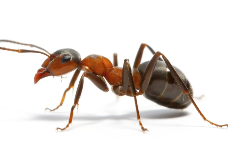 how to get rid of ants