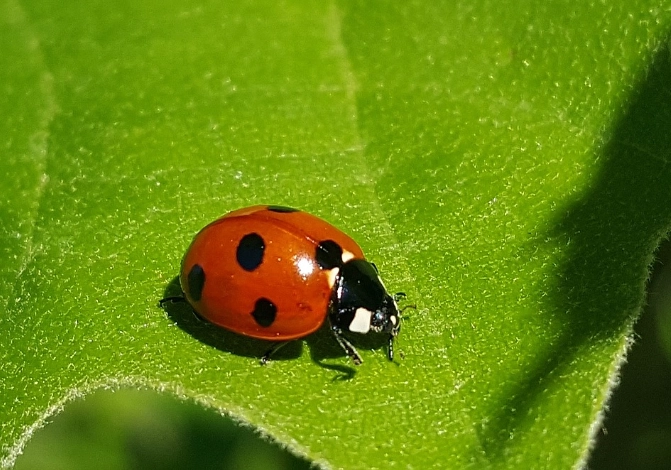 natural pest control natural pest control