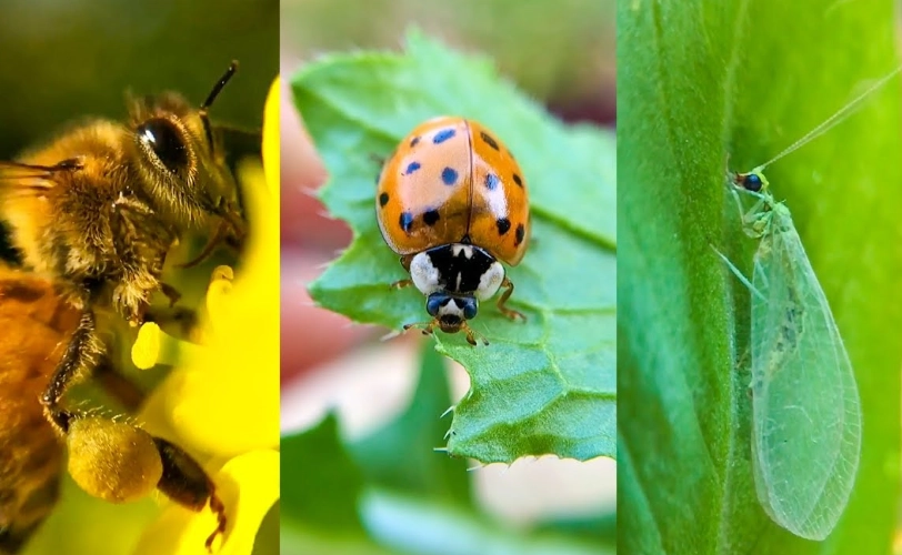 natural pest control natural pest control