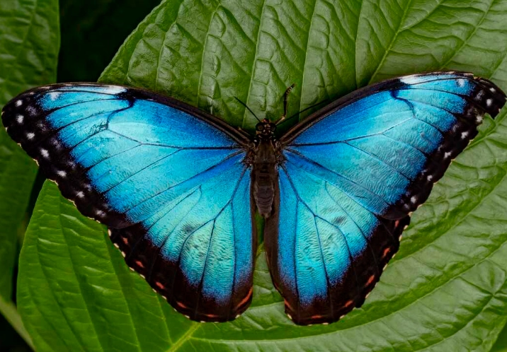 how to attract butterflies