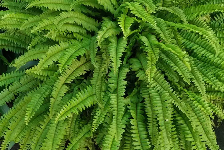 types of ferns