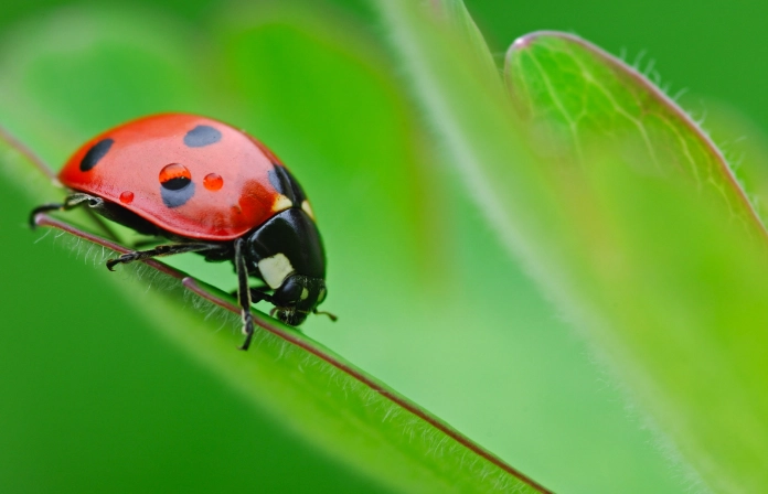 ladybug benefits