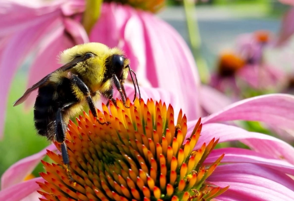 how to attract pollinators