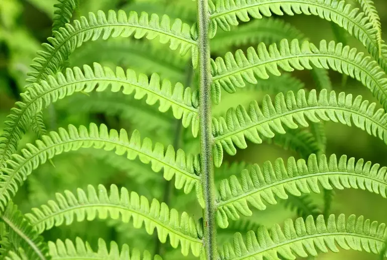 indoor ferns