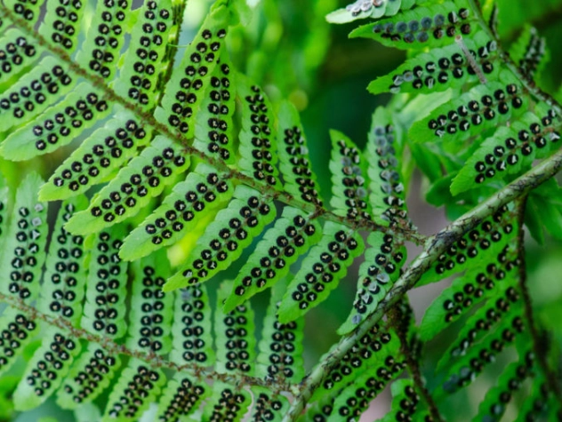 fern care