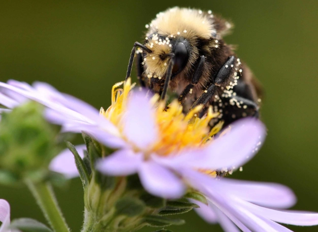 how to attract pollinators