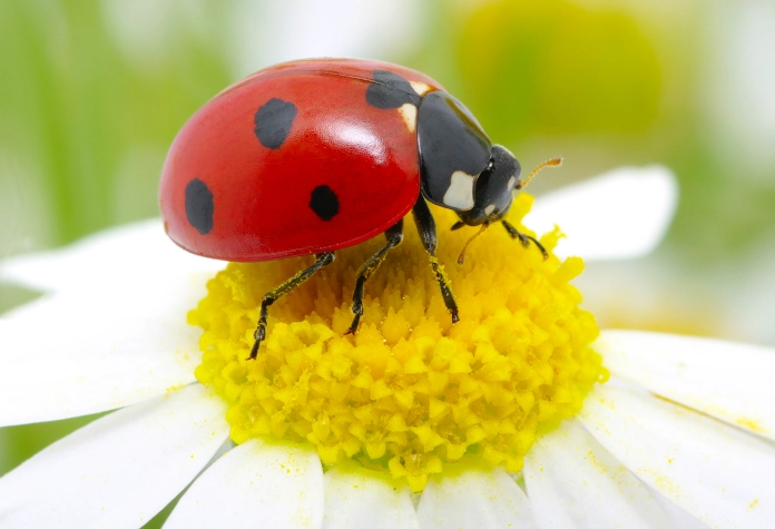 ladybug life cycle