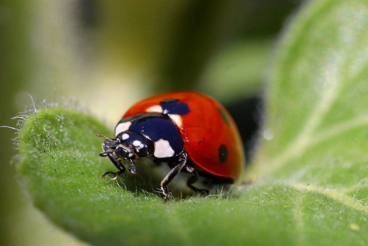 attract ladybugs