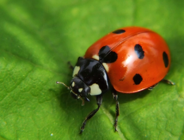 ladybug benefits
