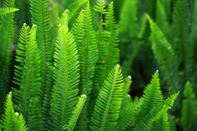 types of ferns