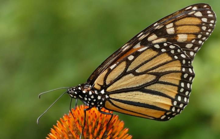 butterfly life cycle