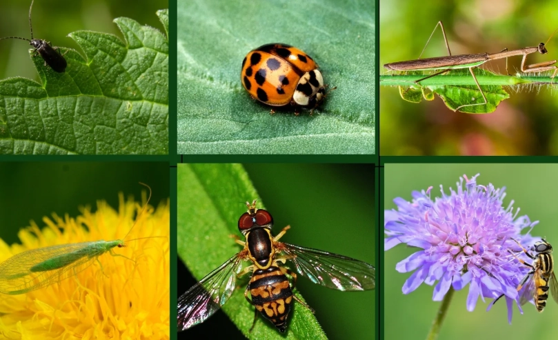 how to attract beneficial insects how to attract beneficial insects