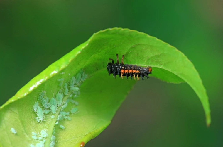 how to attract beneficial insects how to attract beneficial insects